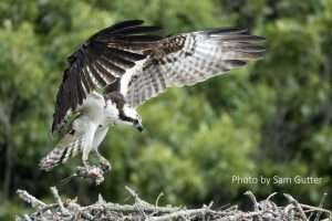 Brown and white osprey landing onto nest.