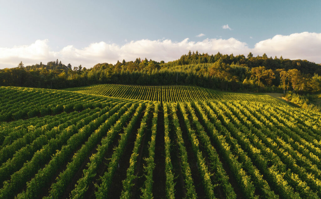 Rolling hills covered in rows of crops. The sky is blue.
