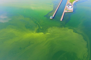 Owasco Lake covered in algae