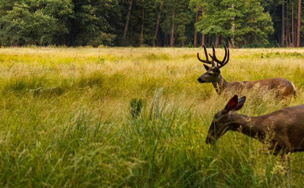 Two deer grazing in a field.